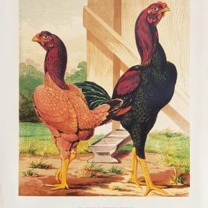 Antique Artwork - The Reverend A G Brooke's Pair Of Malays