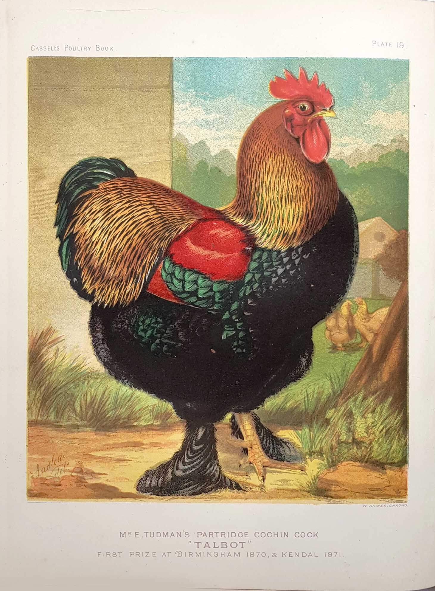 Mr E Tudman's Partridge Cochin Cock 'Talbot' 1 Mr E Tudman's Partridge Cochin Cock 'Talbot'