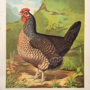 Mr John Martin's Single Combed Dorking Hen