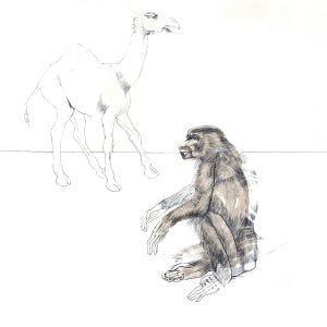 Aesop's Fables: The Monkey And The Camel
