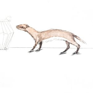 Aesop's Fables: The Mouse And The Weasel