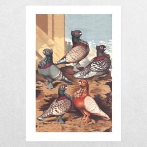 Rare Breed Pigeons: Blondinettes: A3