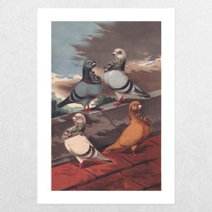 Rare Breed Pigeons: English Owls: A3