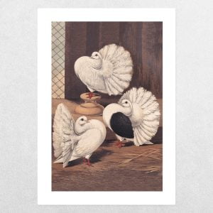 Rare Breed Pigeons: Fantails Or Broad-Tailed Shakers: A3