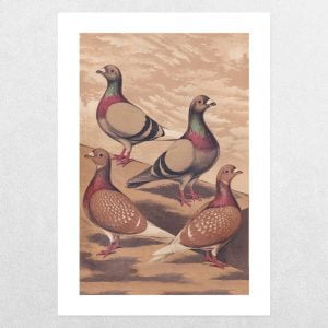 Rare Breed Pigeons: Homing Pigeons: A3