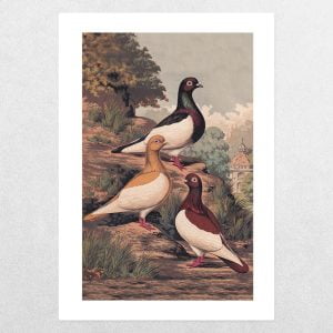 Rare Breed Pigeons: Magpies: A3