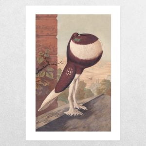 Rare Breed Pigeons: Red-Pied Pouter Cock: A3