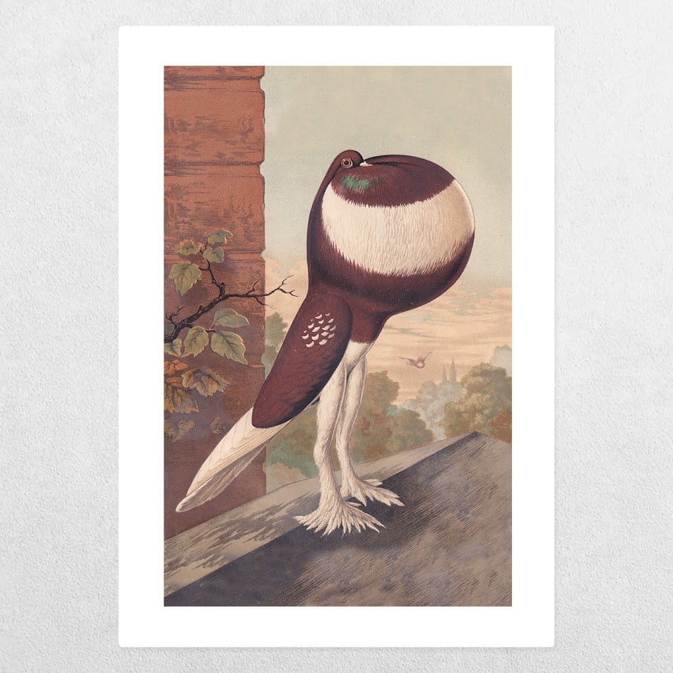 Rare Breed Pigeons: Red-Pied Pouter Cock: A3 1 Rare Breed Pigeons: Red-Pied Pouter Cock: A3