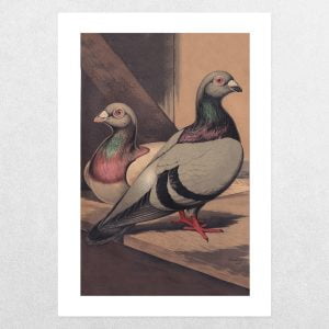 Runts Rare Breed Pigeons: Runts: A3