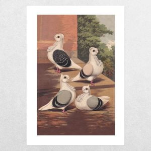 Rare Breed Pigeons: Turbits: A3