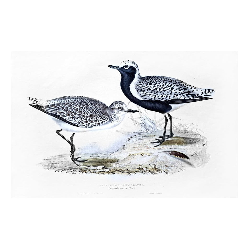 BASTARD OR GREY PLOVER 1 BASTARD OR GREY PLOVER