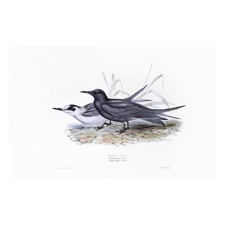 BLACK TERN – STERNA NIGRA – VIRALVA NIGRA 1 BLACK TERN – STERNA NIGRA – VIRALVA NIGRA