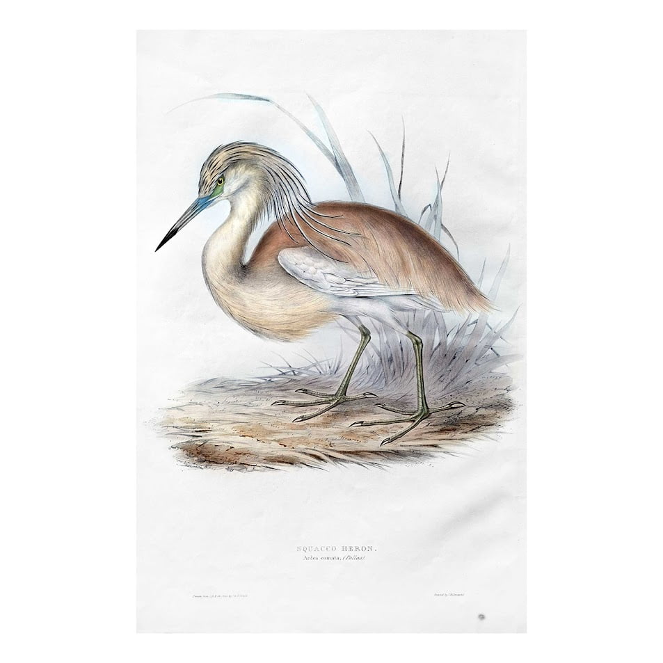 SQUACCO HERON – ARDEA COMATA 1 SQUACCO HERON – ARDEA COMATA