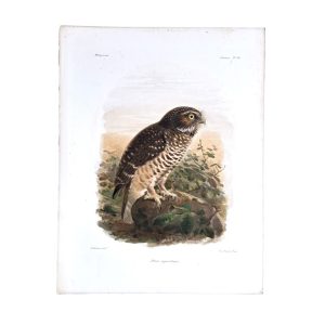 Athene Superciliaris - White Browed Hawk Owl - Original Hand-Coloured Lithograph