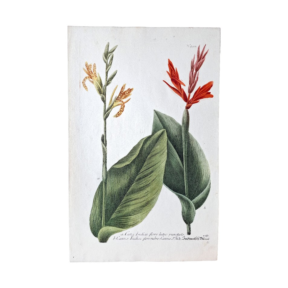 Phytanthoza Iconographia - Plates 296 - 297 - 298 - Set Of Three Canna Indica Original Hand-Coloured Copper Engravings 2 Phytanthoza Iconographia - Plates 296 - 297 - 298 - Set Of Three Canna Indica Original Hand-Coloured Copper Engravings