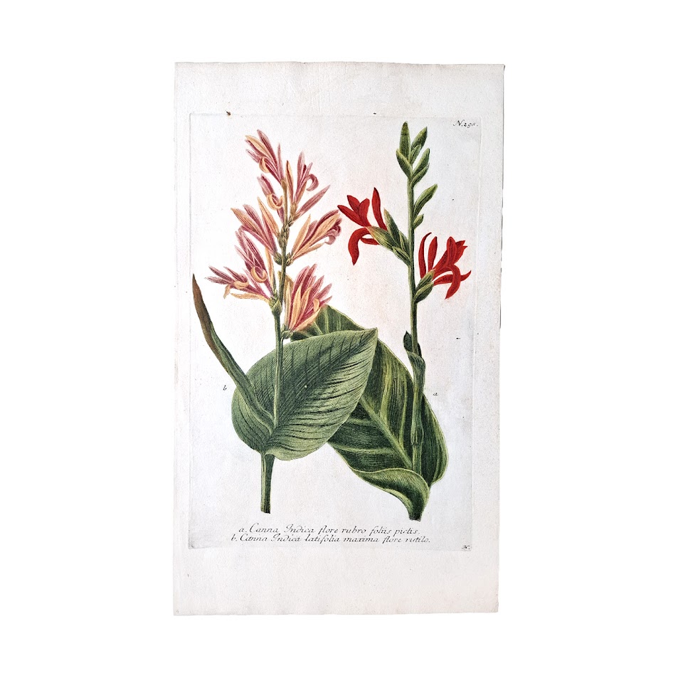 Phytanthoza Iconographia - Plates 296 - 297 - 298 - Set Of Three Canna Indica Original Hand-Coloured Copper Engravings 3 Phytanthoza Iconographia - Plates 296 - 297 - 298 - Set Of Three Canna Indica Original Hand-Coloured Copper Engravings