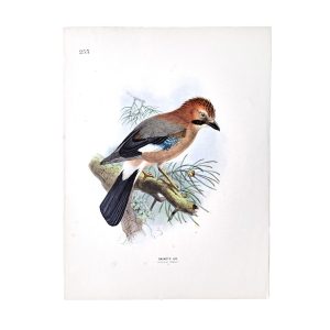 Brandt's Jay - Garrulus Brandti - Original Hand-Coloured Lithograph John Gerrard Keulemans