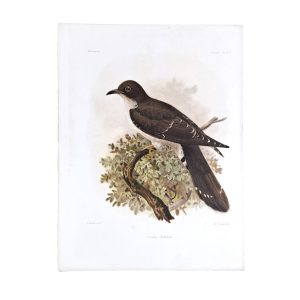 Cuculus Audeberti - Audebert's Cuckoo - Madagascan Cuckoo - Original Hand-Coloured Lithograph