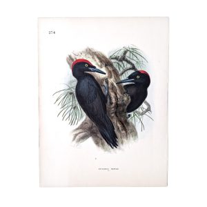 Black Woodpecker - Dryocopus Martius - Original Hand-Coloured Lithograph