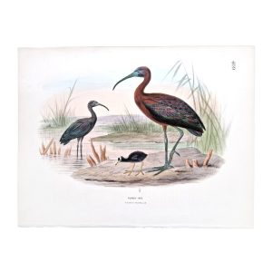 Glossy Ibis - Plegadis Falcinellus - Original Hand-Coloured Lithograph by John Gerrard Keulemans