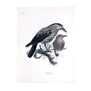 Nucifraga Caryocatactes - Nutcracker - Original Hand-Coloured Lithograph by John Gerrard Keulemans