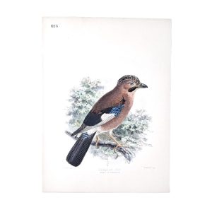 Persian Jay - Garrulus Hyrcanus - Original Hand-Coloured Lithograph John Gerrard Keulemans