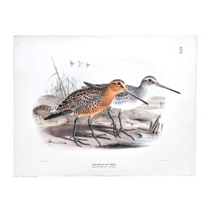 Redbreasted Snipe - Macrorhamphus Griseus - Original Hand-Coloured Lithograph BY jOHN gERRARD kEULEMANS
