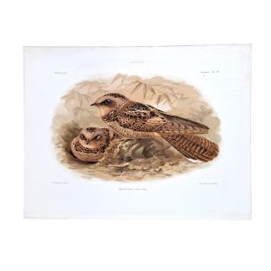 Caprimulgus Enarratus - Abysinnian Nightjar - Original Hand-Coloured Lithograph