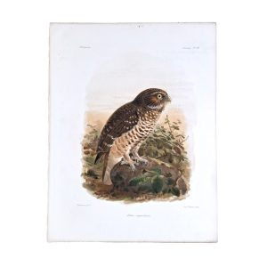 Athene Superciliaris - White Browed Hawk Owl - Original Hand-Coloured Lithograph