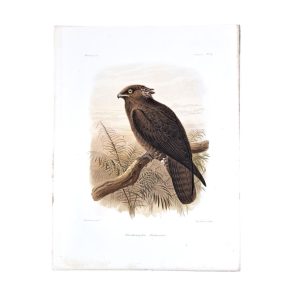 Machaeramphus Andersonii - Bat Hawk - Original Hand-Coloured Lithograph
