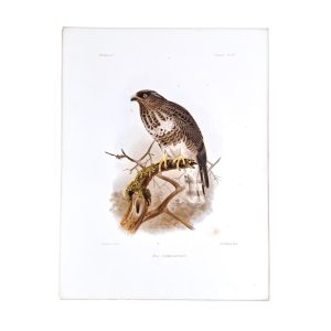 Baza Madagascariensis - Madagascar Baza - Original Hand-Coloured Lithograph