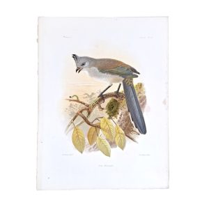 Coua Verreauxi - Verreaux's Coua - Original Hand-Coloured Lithograph