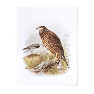 Circus Humbloti - Madagascar Harrier - Elanus Melanopterus - Black-winged Kite - Original Hand-Coloured Lithograph