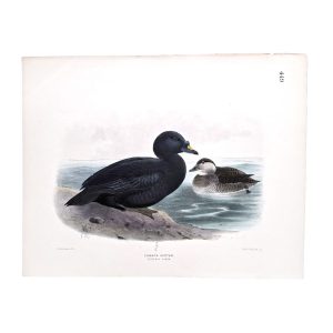 Common Scoter - Oedemia Nigra - Original Hand-Coloured Lithograph John Gerrard Keulemans