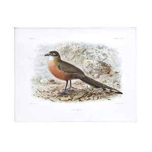 Coua Coquerelii - Coquerel's Coua - Original Hand-Coloured Lithograph