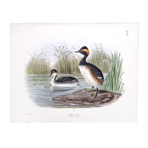 Eared Grebe - Podiceps Nigricollis - Original Hand-Coloured Lithograph by John Gerrard Keulemans