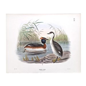 Horned Grebe - Podiceps auritus - Original Hand-Coloured Lithograph