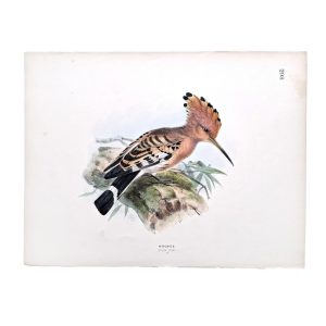 Hoopoe - Upupa Epops - Original Hand-Coloured Lithograph by John Gerrard Keulemans