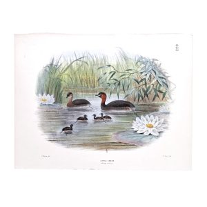 Little Grebe - Podiceps fluviatilis - Original Hand-Coloured Lithograph John Gerrard Keulemans