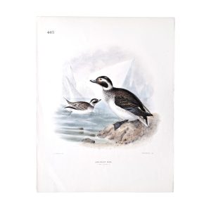 Longtailed Duck - Original Hand-Coloured Lithograph John Gerrard Keulemans