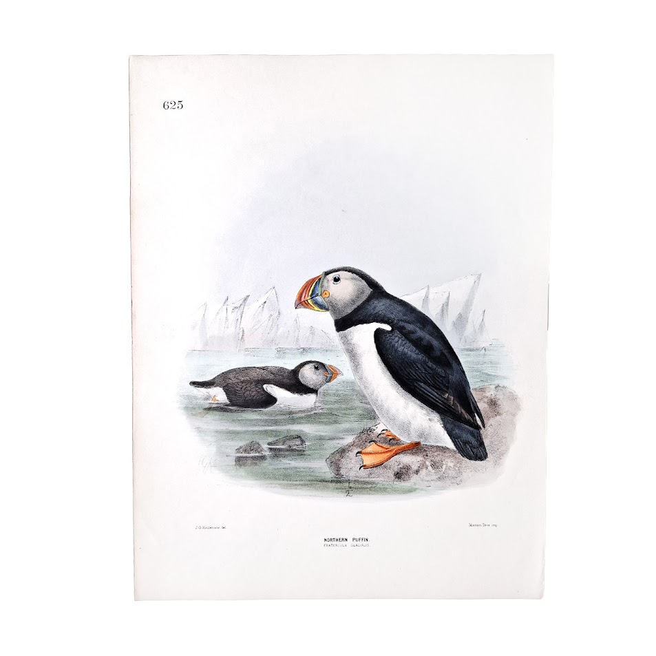 Northern Puffin - Fratercula glacialis - Original Hand-Coloured Lithograph 1 Northern Puffin - Fratercula glacialis - Original Hand-Coloured Lithograph John Gerrard Keulemans