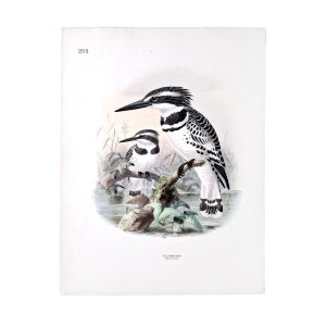 Pied Kingfisher - Ceryle Rudis - Original Hand-Coloured Lithograph John Gerrard Keulemans