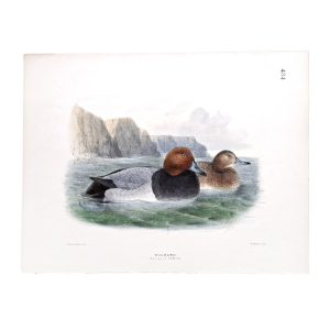 Pochard - Fuligula ferina - Original Hand-Coloured Lithograph John Gerrard Keulemans