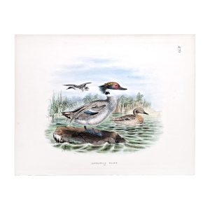 Duck - Querquedula falcata - Original Hand-Coloured Lithograph John Gerrard Keulemans