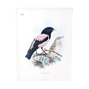 Rose-Coloured Starling - Pastor roseus - Original Hand-Coloured Lithograph John Gerrard Keulemans