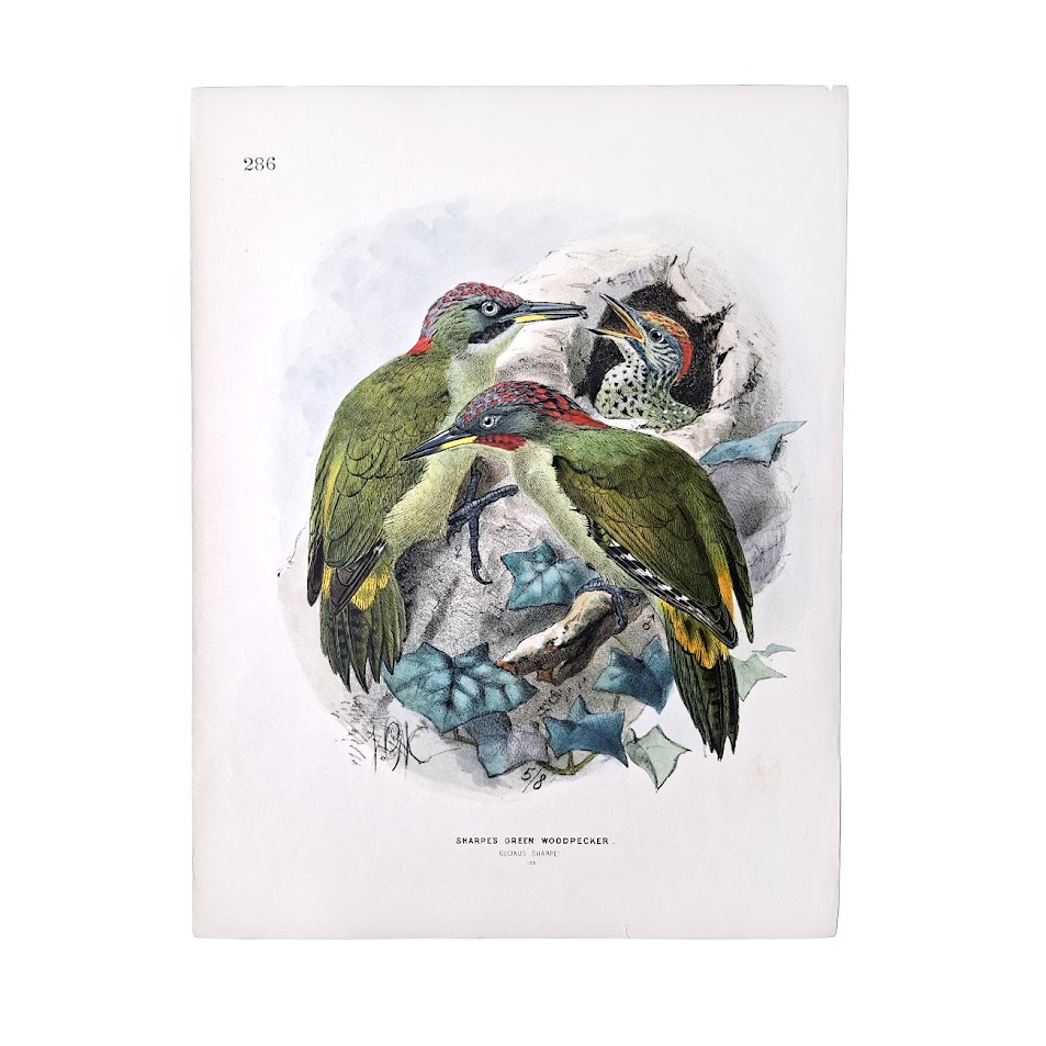 Sharpe's Green Woodpecker - Gecinus Sharpei - Original Hand-Coloured Lithograph 1 Sharpe's Green Woodpecker - Gecinus Sharpei - Original Hand-Coloured Lithograph John Gerrard Keulemans
