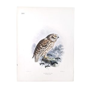 Southern Little Owl - Athene glaux - Original Hand-Coloured Lithograph John Gerrard Keulemans