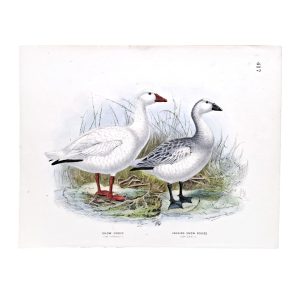 Snow Goose - Chen hyperboreus - Cassin's Snow Goose - Chen albatus - Original Hand-Coloured Lithograph John Gerrard Keulemans