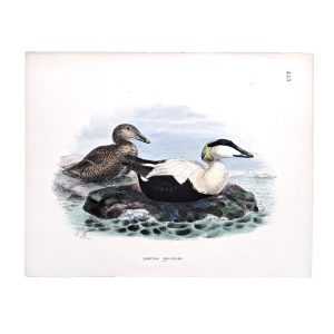 Somateria Mollissima - Common Eider - Original Hand-Coloured Lithograph John Gerrard Keulemans
