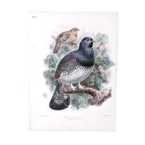Ural capercaillie - Tetrao Uralensis - Original Hand-Coloured Lithograph John Gerrard Keulemans